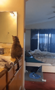 거울을 통해 주인을 지켜보는 고양이