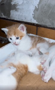 서로 깨물며 노는 세 마리의 새끼 고양이들