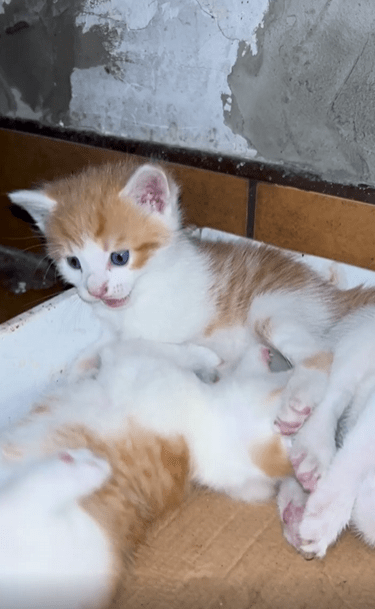 출처 : Reddit / 새끼 고양이들이 서로 깨물며 장난치며 놀고있다