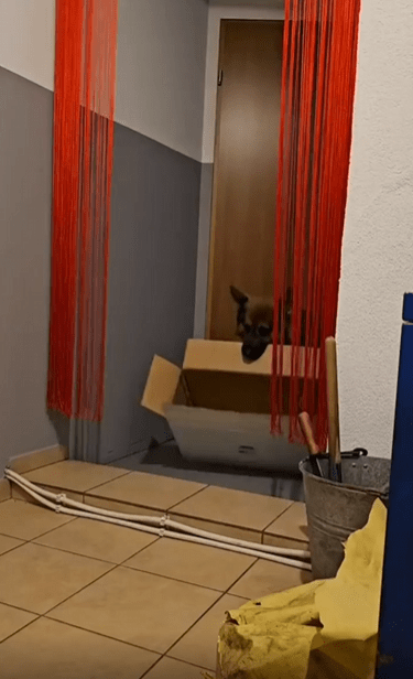 출처 : Reddit / 강아지 한마리가 박스를 물고온다