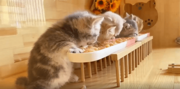 출처 : Reddit /  새끼 고양이들이 사료를 먹고 있다