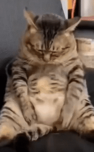 “내가 모은 건 지방뿐이었어…” 고양이의 자아성찰 모먼트