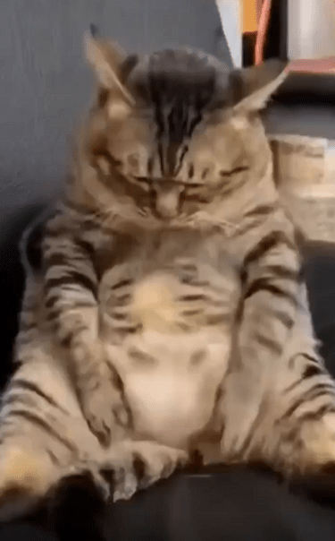 출처 : Reddit /  사람 처럼 앉아있는 고양이