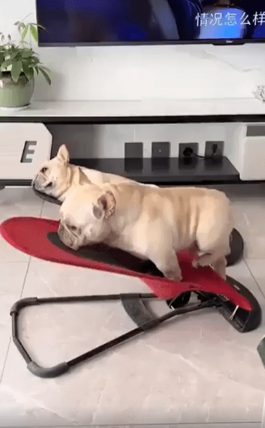 출처 : Reddit / 운동기구 위에서 두 강아지가 누워있다