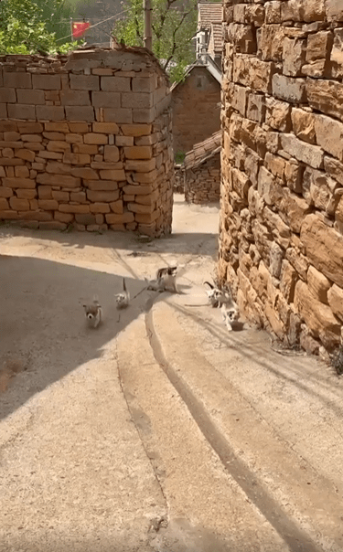 출처 : Reddit / 고양이 무리가 온다