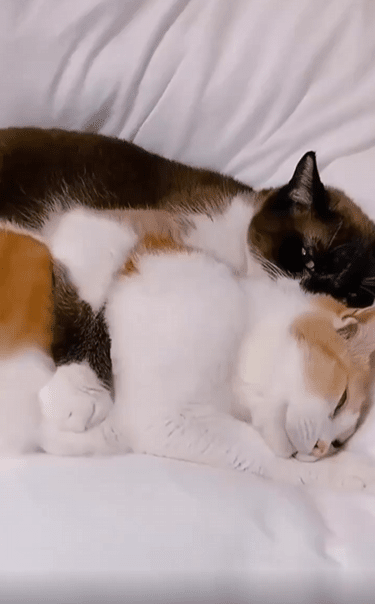 출처 : Reddit / 두 고양이가 누워있다