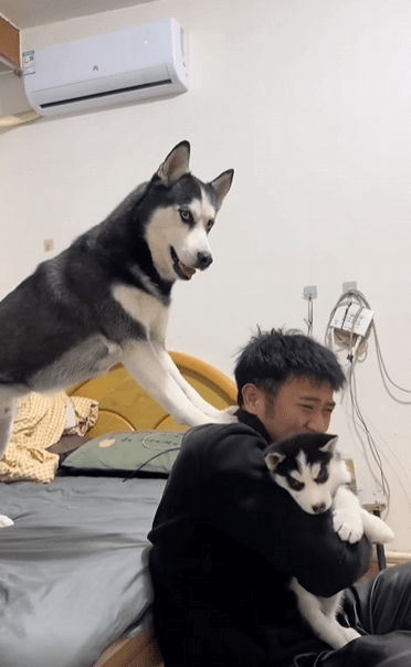 출처 : Reddit / 주인이 새끼 강아지를 안고있다