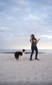 해변 위에서 펼쳐진 환상의 퍼포먼스! 강아지와 여성의 도그 댄스 한 판