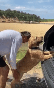 “아직 안 끝났어!” 집에 가기 싫은 골든 리트리버의 단호한 발버둥