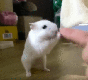 “이건 우리만의 춤이야!” 손가락을 잡고 춤추는 햄스터의 사랑스러운 리듬