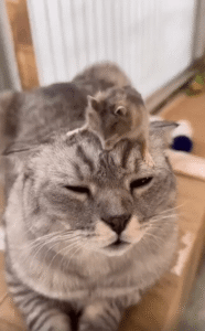 고양이 머리 위에 찰싹! 세상에서 가장 평화로운 동거