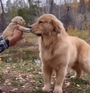 처음 마주한 작은 생명, 골든리트리버의 부드러운 인사
