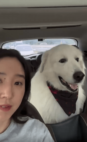 출처 : Reddit / 뒷자석에 강아지가 앉아있다