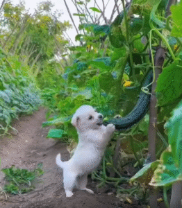 오이밭에서 발견된 행복, 강아지의 첫 간식 시도