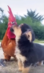 “엄마, 나 탈것 생겼어!” 닭 위에 올라탄 강아지의 첫 ‘탑승기’