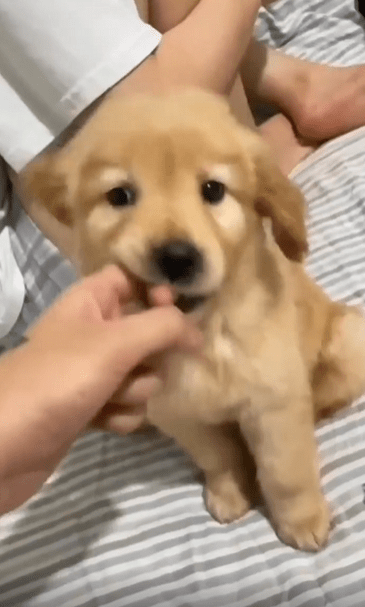 출처 : Reddit / 강아지가 주인의 손가락을 앙 물고 있다