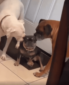 “한쪽씩 맡을게!” 귀 핥기 전담반에 둘러싸인 강아지의 당황한 하루