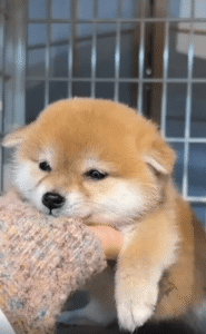 한 사람의 손 위에 몸을 맡긴 새끼 강아지