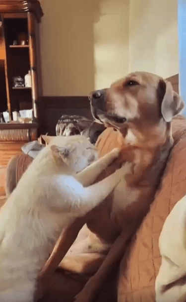 출처 : Reddit / 고양이가 강아지에게 꾹꾹이를 해주고 있다