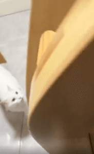 “나 할 말 있어요!” 얼굴만 쏙 내밀고 외치는 고양이