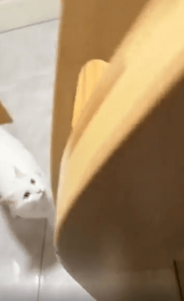 출처 : Reddit / 고양이가 2층 침대를 올라간다