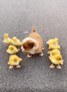 꽥꽥! 깡총! 뒤섞인 걸음 속 따뜻한 동행