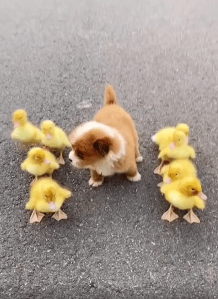 출처 : Reddit / 새끼 오리들과 새끼 강아지 한마리가 도로를 달린다