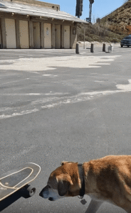 앞발로 달리고, 슬쩍 올라타고… 보드 위의 개라이더