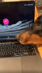 “그만해도 되잖아?”…개가 노트북 덮은 진짜 이유