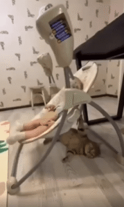 아기 침대를 살살 밀어주는 고양이의 다정한 시간