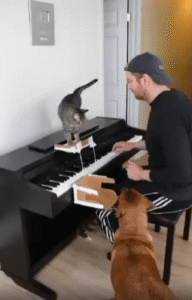 개와 고양이, 피아노 삼중주에 참여하다