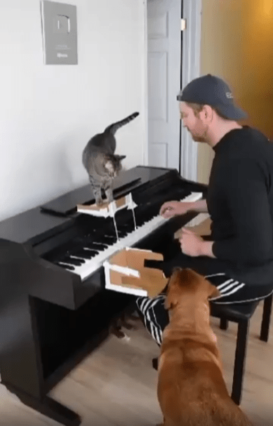 출처 : Reddit / 피아노 위아래에 각각 고양이와 강아지가 있다