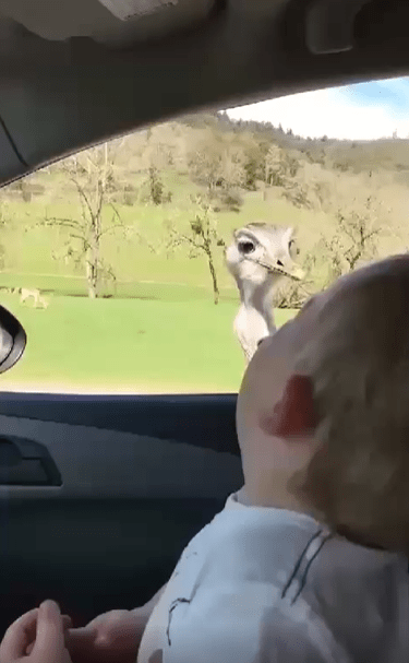 출처 : Reddit / 아기가 창 밖의 타조를 바라보고 있다