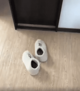 털신발 안에서 얼굴을 내민 고양이의 따뜻한 항의