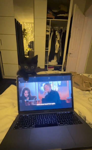 출처 : Reddit / 노트북을 시청중인 주인을 계속 방해하는 고양이