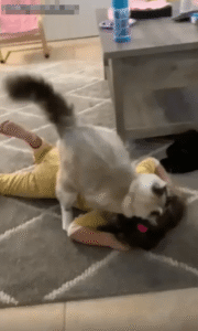 고양이와 아이가 함께 만든 진짜 웃음의 시간