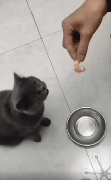 출처 : Reddit / 고양이가 손끝의 먹이를 바라본다