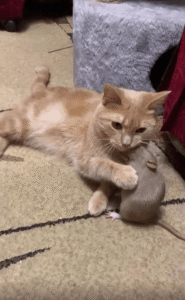 쥐와 고양이 사이, 조용한 장난의 시작