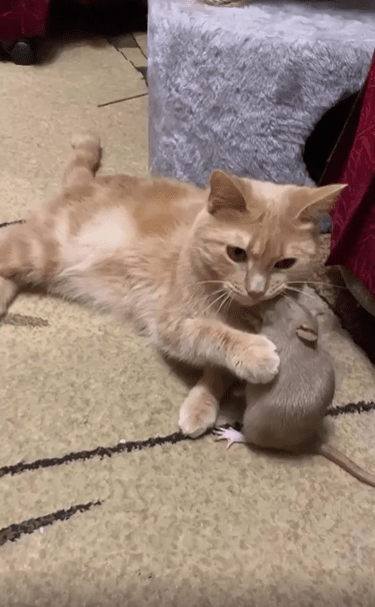 출처 : Reddit / 고양이와 쥐가 같은 공간에 있다