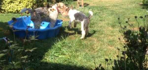 출처 : Reddit / 개 두마리가 있다. 대야위에 있는 개에게 관심을 끌려고 앞에 개가 펄쩍펄쩍 뛰어다닌다