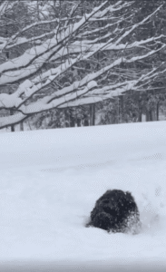 눈 속을 누비는 강아지의 진짜 겨울놀이