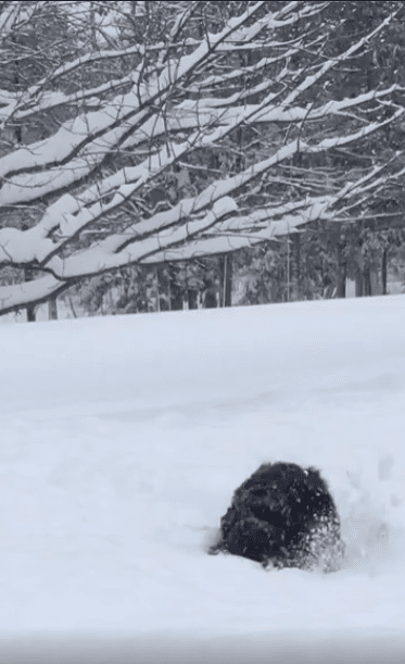 출처 : Reddit / 눈에 파묻힌 강아지