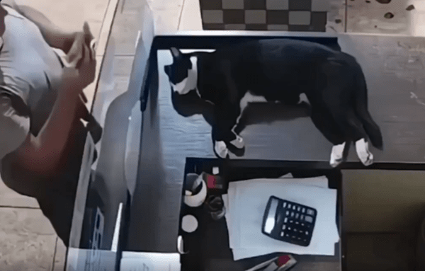 출처 : Reddit /  테이블위에 편하게 누워있는 고양이 한마리