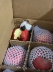 박스 안 사과에 집중한 웰시코기, 그리고 들킨 그 순간