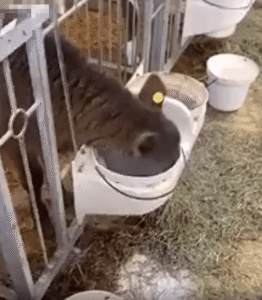 우유통에 얼굴을 파묻은 송아지, 그리고 코로 뿜고 다시 돌진한 반전 한 방