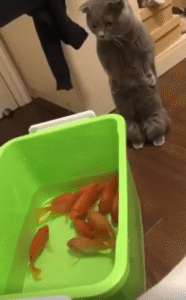 물고기 앞에 선 고양이, 정적 속에 흐르는 긴장