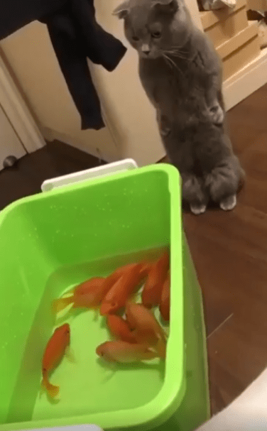 출처 : Reddit / 플라스틱 통에 물고기가 담겨있고 한 고양이가 두발로서서 그걸 지켜보고 있다.