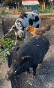 돼지 위에 올라탄 닭들, 완벽한 균형의 공존