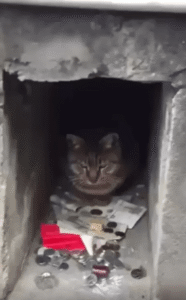 벽틈의 고양이, 귀여운 요금소 직원의 까다로운 기준