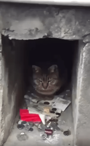 출처 : Reddit / 벽틈사이로 고양이가 쪼그려 있다